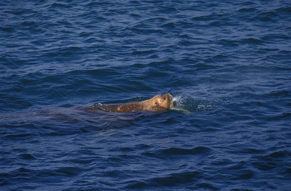 Morse odobenus rosmarus — Stockfoto