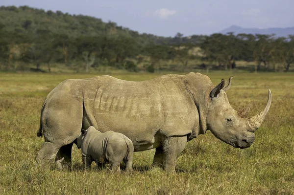 Rhinoceros Blanc ceratotherium simum — стокове фото