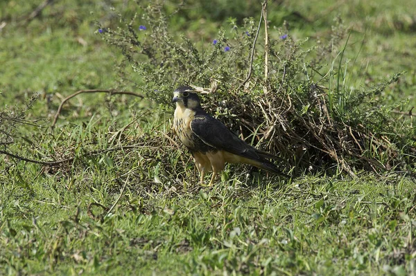 Faucon Aplomado falco femoralis Nincs magyar neve — Stock Fotó