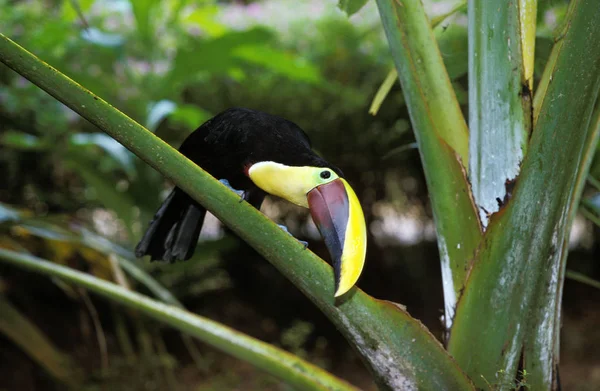 Toucan De Swainson ramphastos swainsonii — Stock fotografie