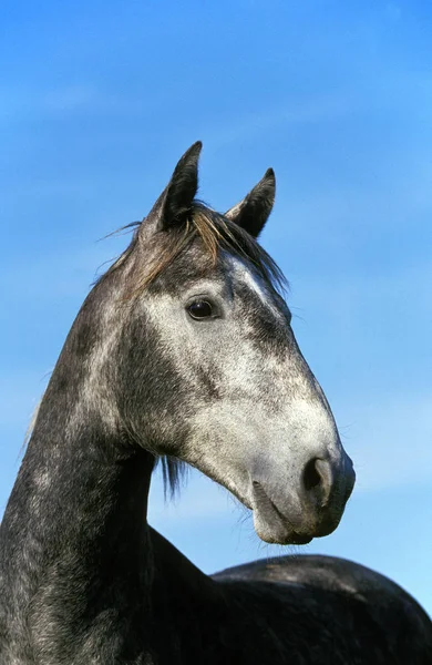 Lipizzan — Φωτογραφία Αρχείου