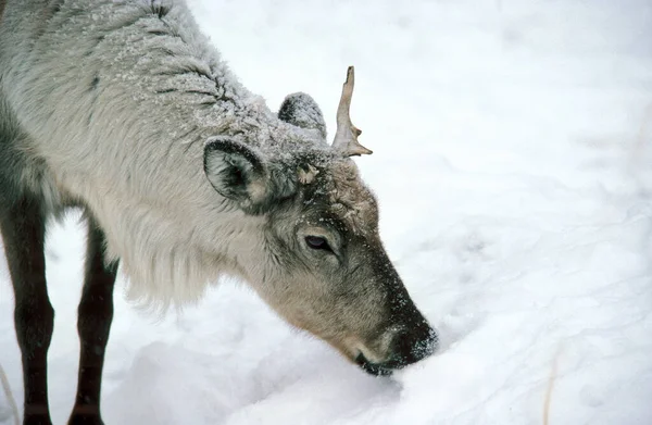 RENNE rangifer tarandus — Stock Photo, Image