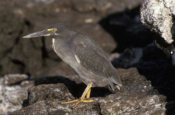 Heron Des Galapagos butorides sundevalli — Stok fotoğraf