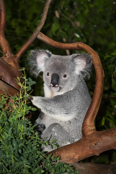 Koala phascolarctos cinereus — Zdjęcie stockowe