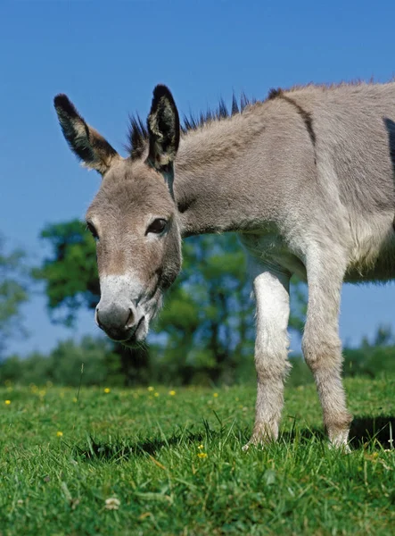 Ane Gris De Provence — Stockfoto