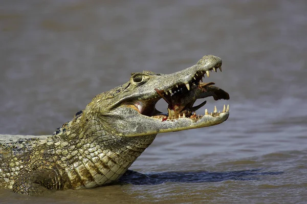 КЕЙМАН-А-ЛУНЕТТ кайманский крокодил — стоковое фото
