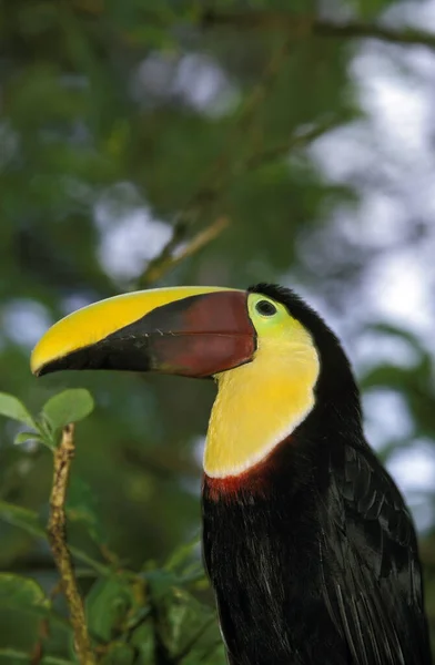 Toucan De Swainson ramphastos swainsonii — Stockfoto