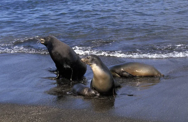 Otarie A Fourrure Des Galapagos arktocephalus galapagoensis — Stok fotoğraf