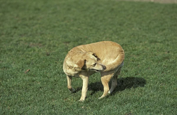 Chien Qui Se Mord La Queue — Foto de Stock