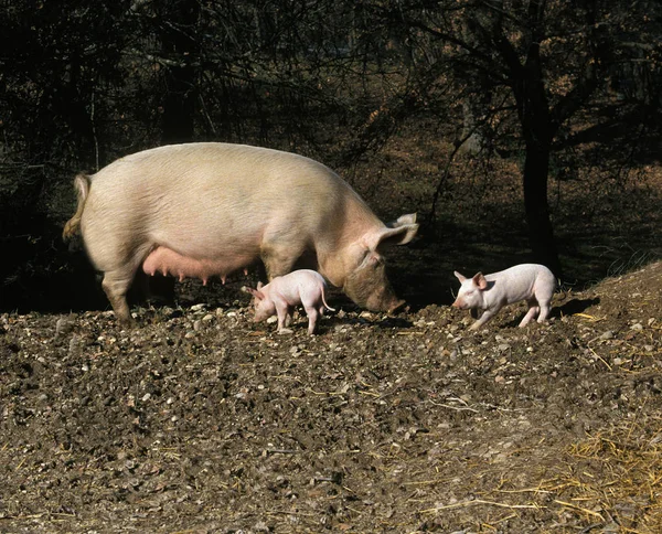 Отель Cochon — стоковое фото