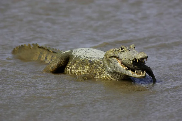 Caiman a lünetten caiman crocodilus — Stockfoto