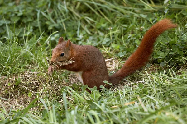 Ecureuil Roux sciurus vulgaris — Foto Stock