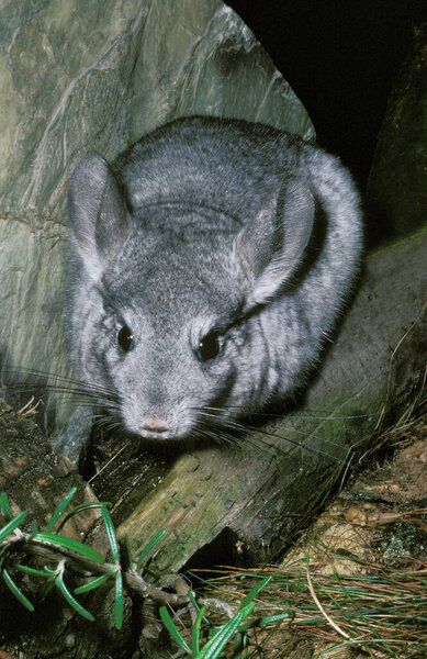 CHINCHILLA chinchilla laniger