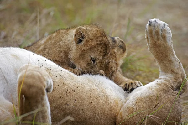 Lion D'Afrique panthera leo — стокове фото