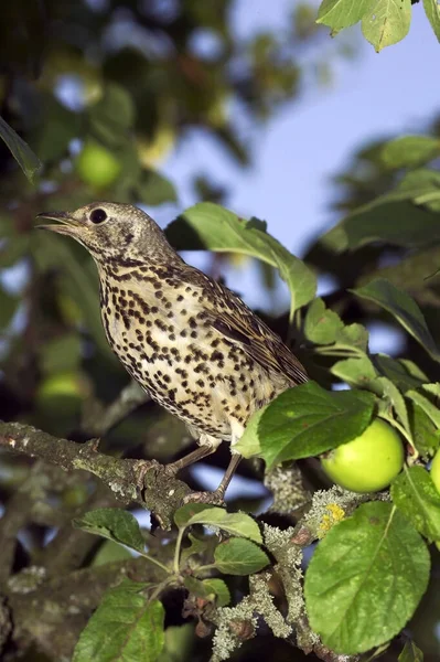 Grive Draine turdus viscivorus Nincs magyar neve — Stock Fotó