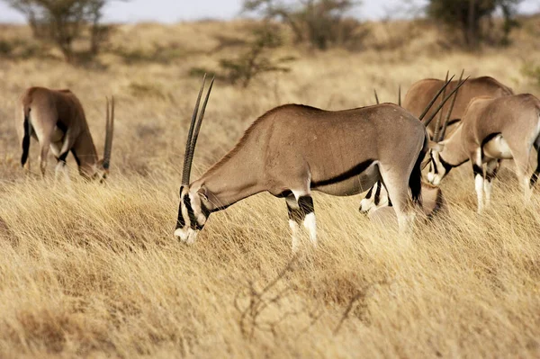 Oryx Beisa oryx beisa Nincs magyar neve — Stock Fotó