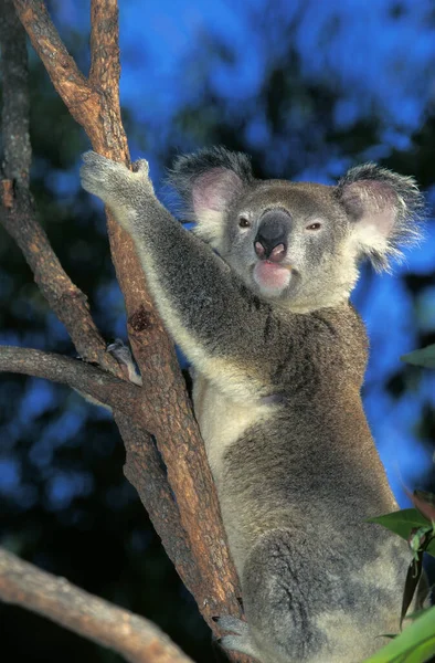 Koala phascolarctos cinereus — стоковое фото