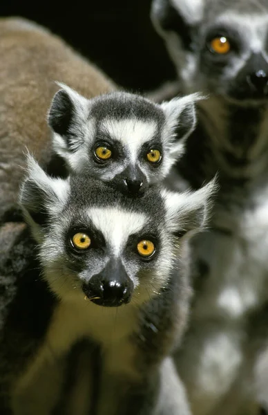 Maki Catta lemur catta — Foto de Stock