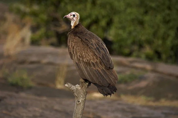 Vautour Charognard necrosyrtes monachus — Stock fotografie