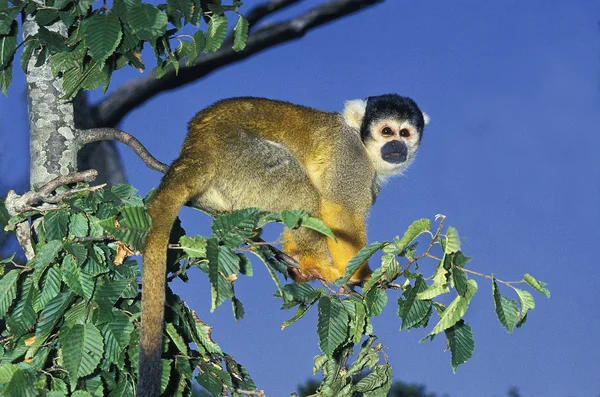 Saimiri Singe Ecureuil saimiri sciureus — Stock fotografie