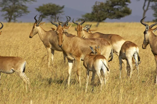 Bubale alcelaphus buselaphus — Fotografia de Stock