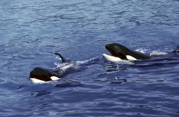 Orque Epaulard orcinus orca — Zdjęcie stockowe