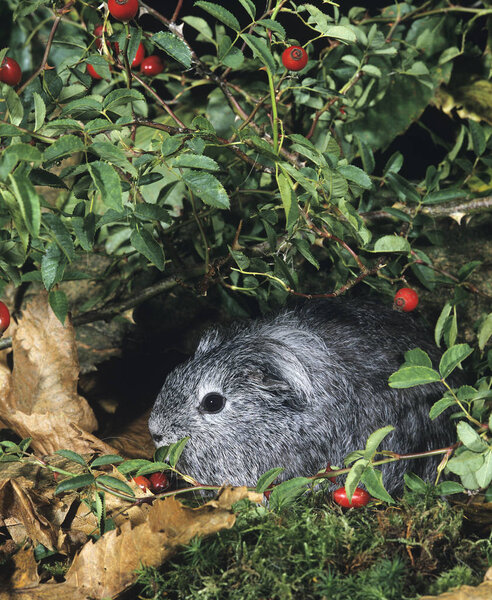COBAYE DOMESTIQUE A POIL LONG cavia porcellus