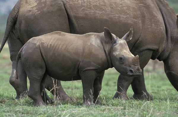 Rhinoceros Blanc ceratotherium simum — стокове фото