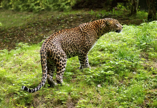 PANTHERE DU SRI LANKA panthera pardus kotiya — Stock Photo, Image