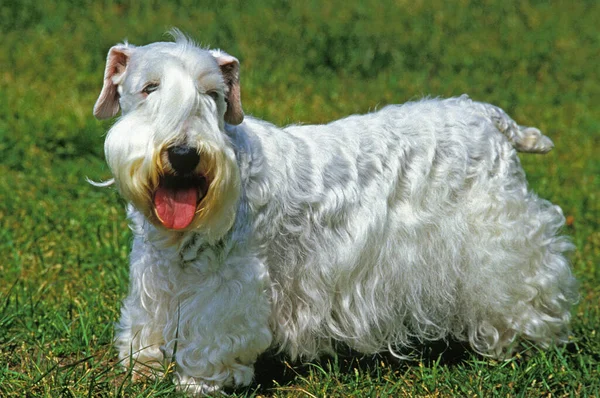Sealyham Terrier — Fotografia de Stock