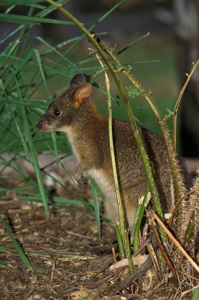 Wallaby Pademelon thylogale billiardieri — Stockfoto