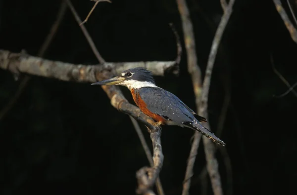 Martin Pecheur A Ventre Roux megaceryle torquata — Fotografia de Stock