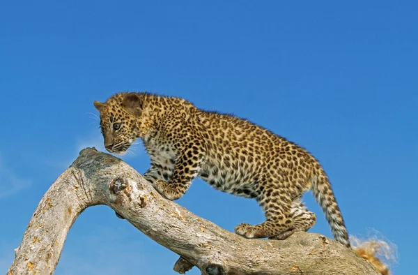 Panthere Leopard panthera pardus Przewodniczący — Zdjęcie stockowe