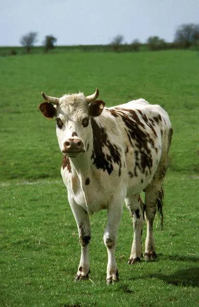 Vache normande — Stockfoto