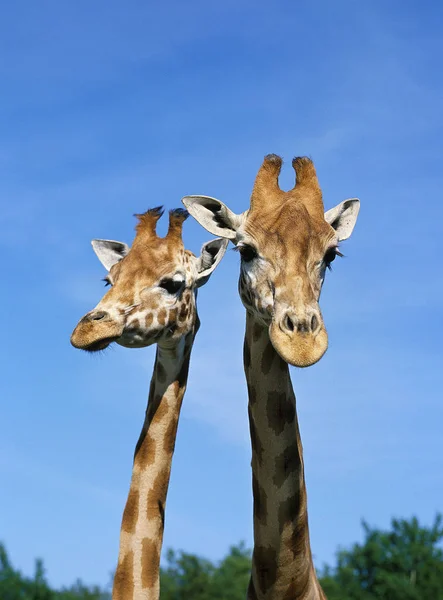 Girafe De Rothschild zürafa camelopardalis rothschildi — Stok fotoğraf