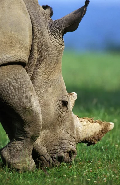 Rhinoceros blanc ceratotherium simum — Stockfoto