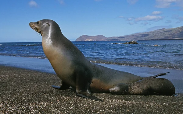 OTARIE A FOURRURE DES GALAPAGOS arctocephalus galapagoensis