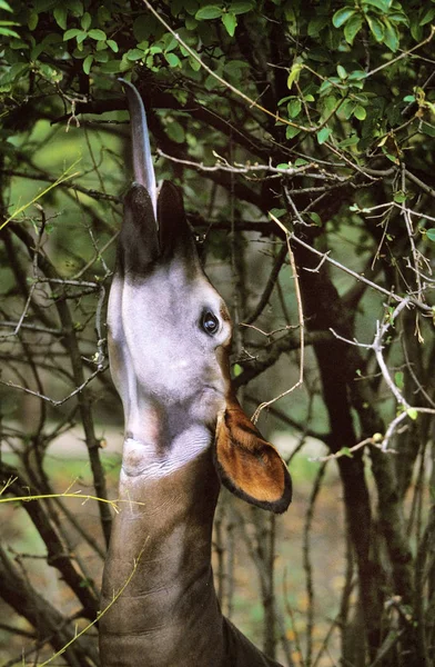 Okapi okapia johnstoni — Fotografia de Stock
