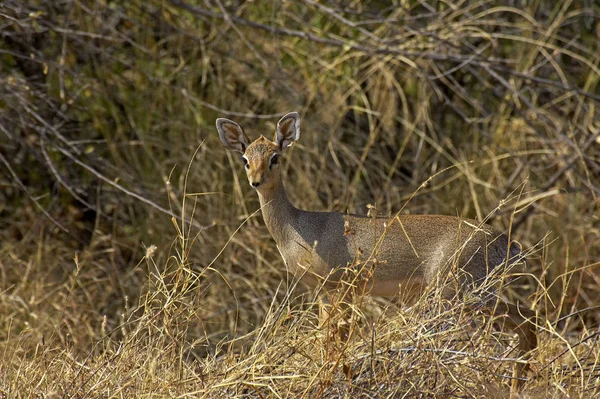 Dik Dik De Kirk madoqua kirkii — Stok fotoğraf