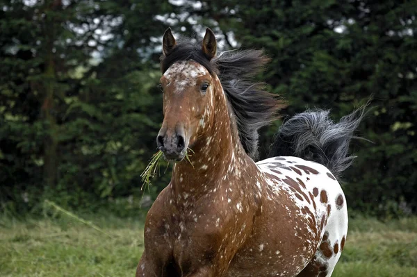 APPALOOSA — Stock Photo, Image