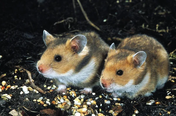 Hamster Dore mesocricetus auratus — Foto de Stock