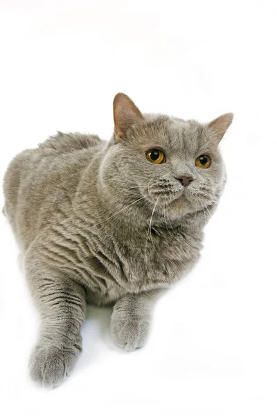 British Shorthair Lilac Self — стокове фото