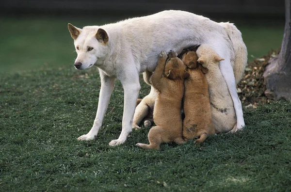 Dingo canis familiaris dingo — 图库照片