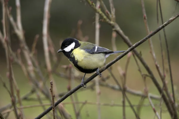 Mesange Charbonnière parus majeur — Photo