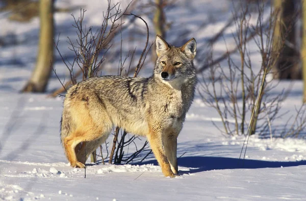 Coyote canis latrans — 图库照片
