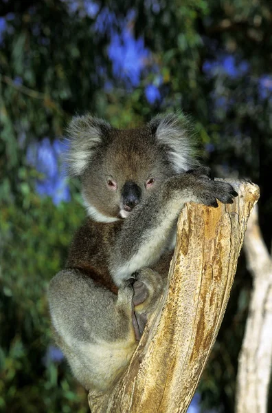 Koala phascolarctos cinereus — Fotografia de Stock