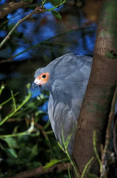 Gymnogene D 'Afrique polyboroides typus — Stock Fotó