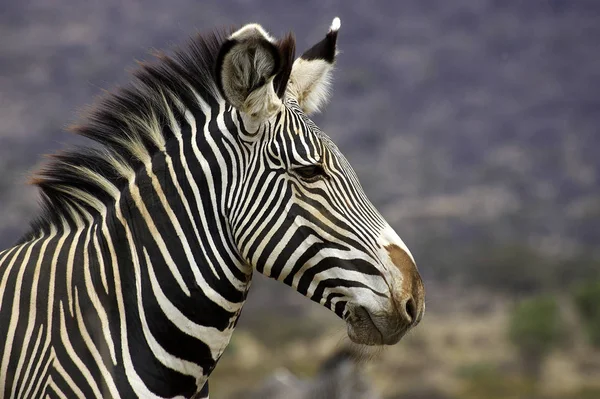 Zebre De Grevy equus grevyi — Stock fotografie