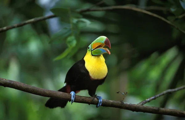 Toucan A Carene ramphastos sulfuratus — Stockfoto