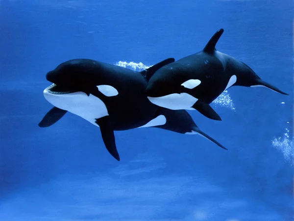 Orque Epaulard orcinus orca — Fotografia de Stock